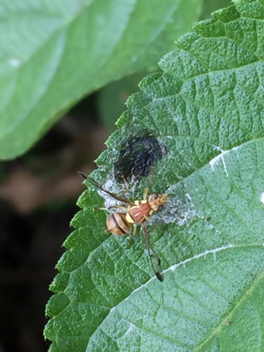 Melon Fly