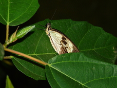 Papilio dardanus tibullus