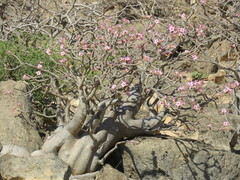 Adenium obesum