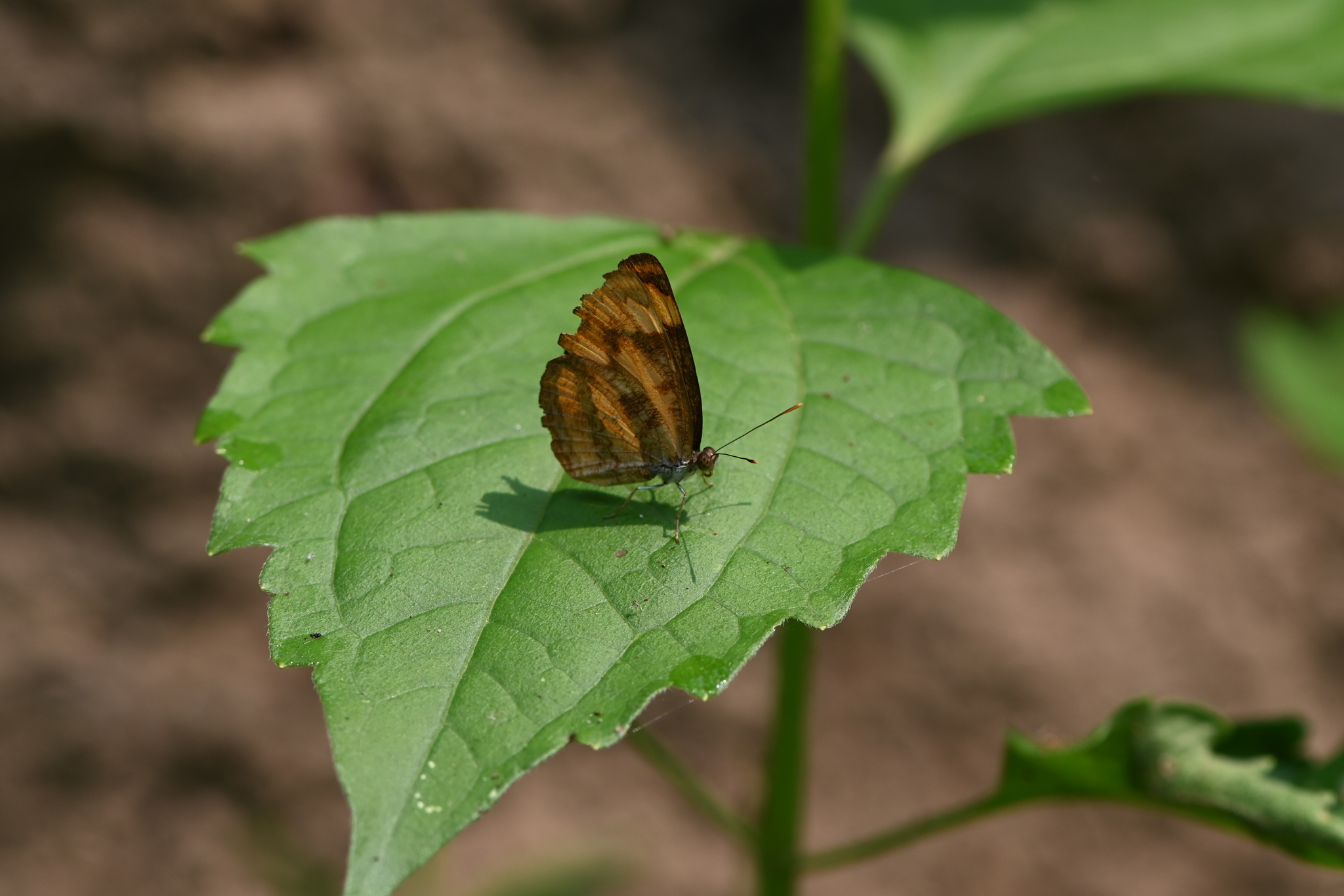 Common Lascar