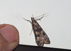 Nomophilini