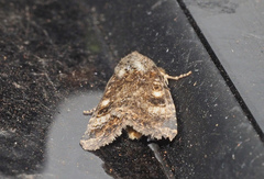 Heliothis punctifera
