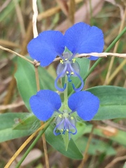 Commelina forskaolii