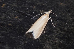Schoenobiinae