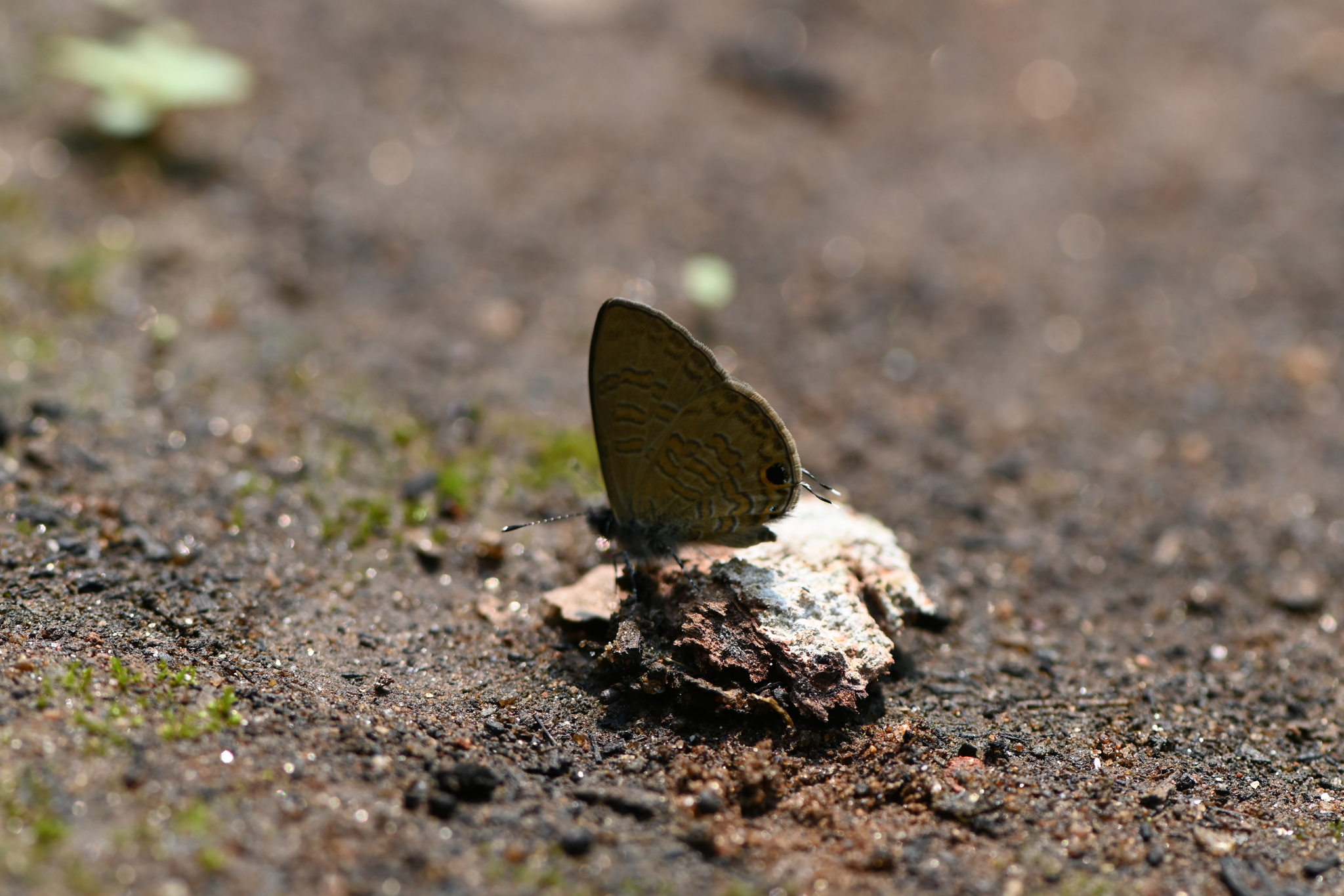 Common Lineblue