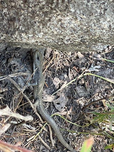 iNaturalist observation photo of Northern Alligator Lizard
