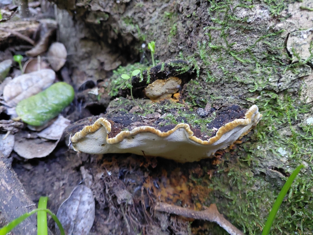 Phylloporia boldo · July 2025 · photo: © luis_veliz (iNaturalist, cc0)