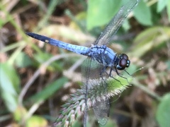 Brachydiplax sobrina