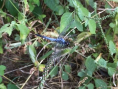 Brachydiplax sobrina