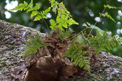 Davallia solida pyxidata