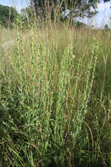 Solidago rigida rigida