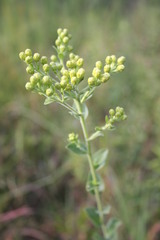 Solidago rigida rigida