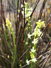 Stackhousia aspericocca