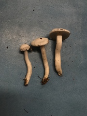 Hygrophorus piceae