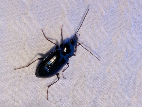 Agonum placidum photo 3