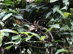 Dendrelaphis caudolineatus