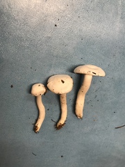 Hygrophorus piceae