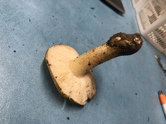 Tricholoma leucophyllum