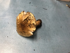 Tricholoma leucophyllum