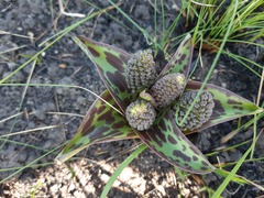 Ledebouria floribunda