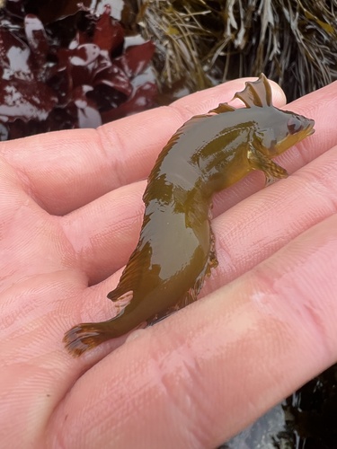 Crevice kelpfish (Gibbonsia montereyensis) — Clinidae — 3