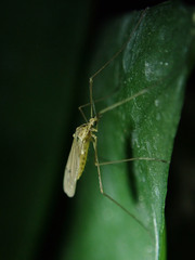 Tipuloidea