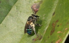 Nomia iridescens