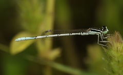 Agriocnemis pieris