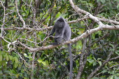 Trachypithecus cristatus cristatus