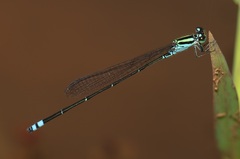 Pseudagrion indicum