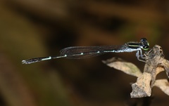 Agriocnemis splendidissima