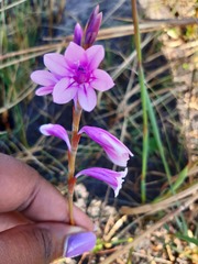 Watsonia mtamvunae