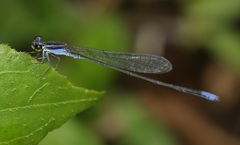 Aciagrion approximans