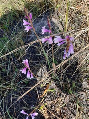 Watsonia mtamvunae