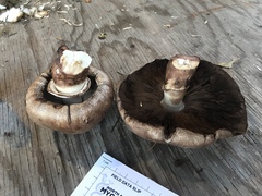 Agaricus buckmacadooi