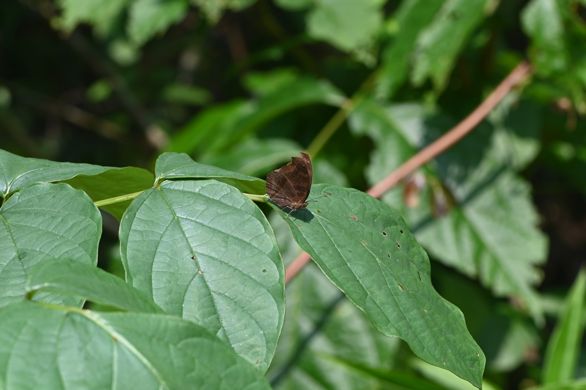 Chocolate Pansy