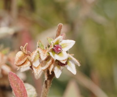 Lasiopetalum macrophyllum