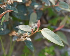 Lasiopetalum macrophyllum