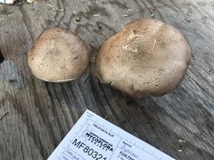 Agaricus buckmacadooi