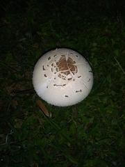 Chlorophyllum molybdites image