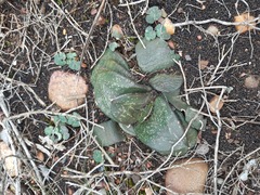 Gasteria nitida armstrongii