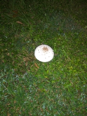 Chlorophyllum molybdites image
