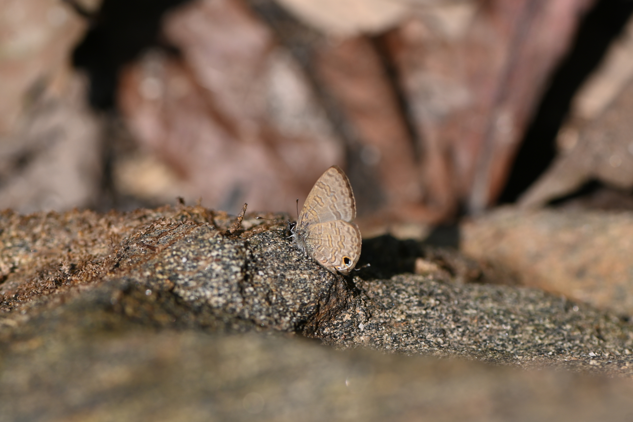 Common Lineblue