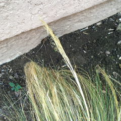 Elgaria multicarinata