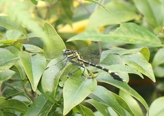 Merogomphus longistigma