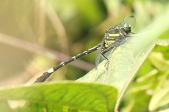 Merogomphus longistigma