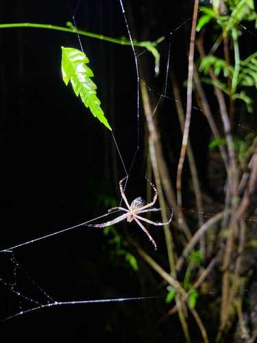 Silver Garden Orbweaver