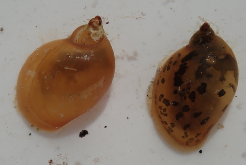 Radix natalensis observed 2019-07-12