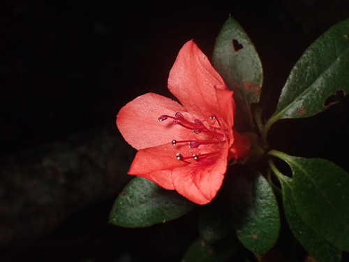 Rhododendron amanoi iNat (1)