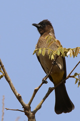 Pycnonotus barbatus tricolor